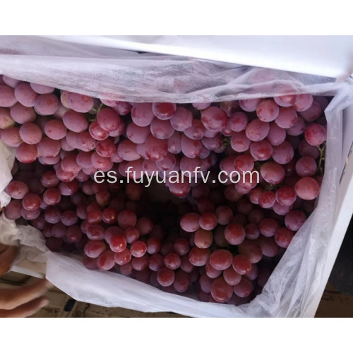 2019 nuevas uvas rojas